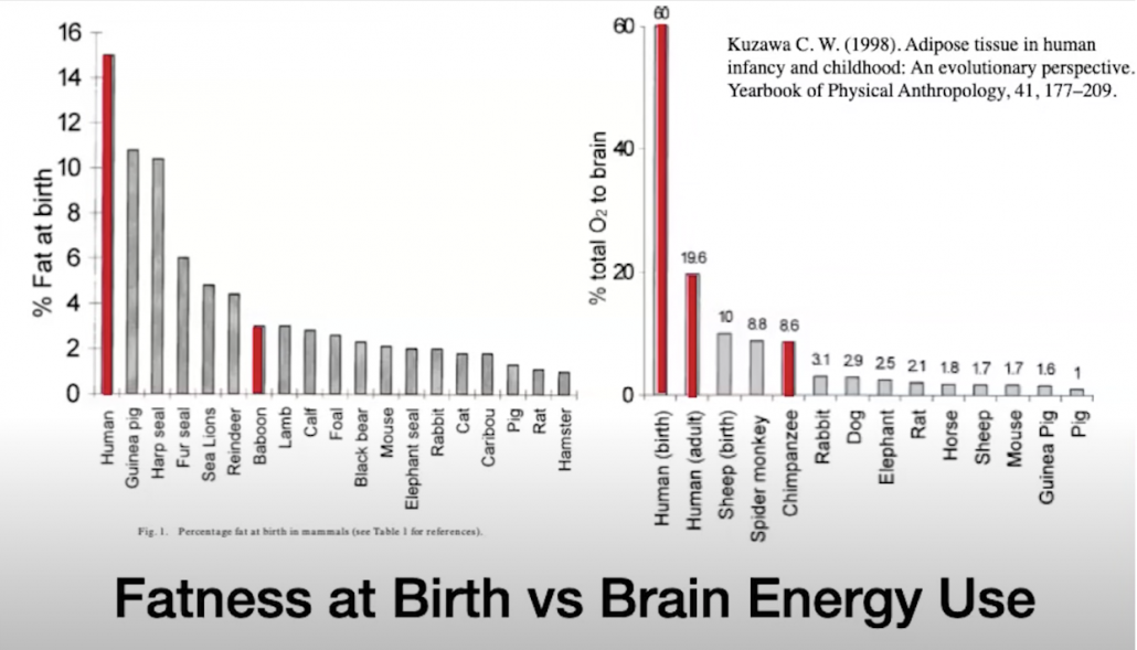 graph comparing fatness at birth with brain energy use across various species