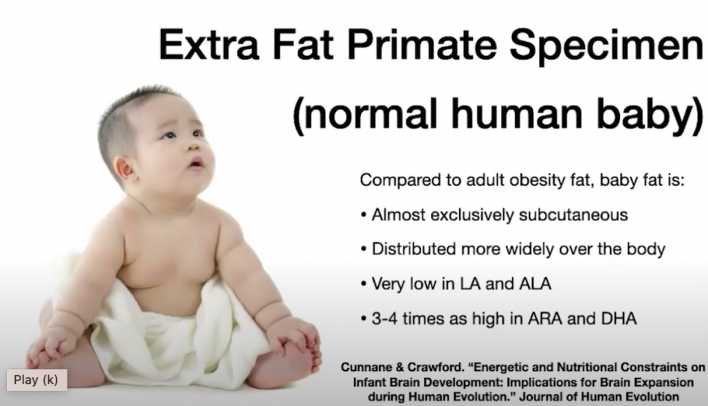 image of fat child with text describing details of human fat