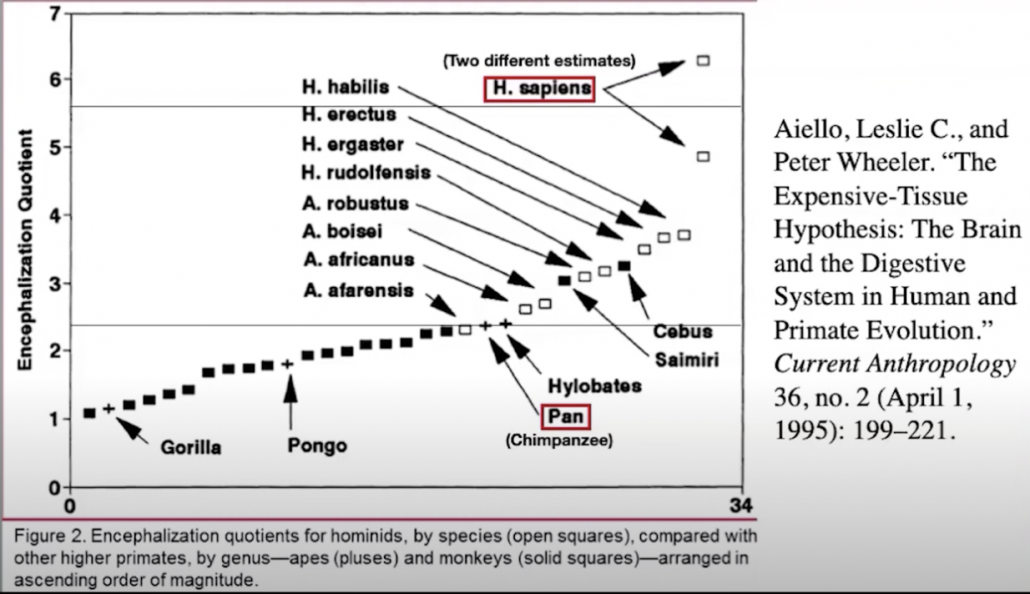 graph comparing encephalization rate of humans to other species 