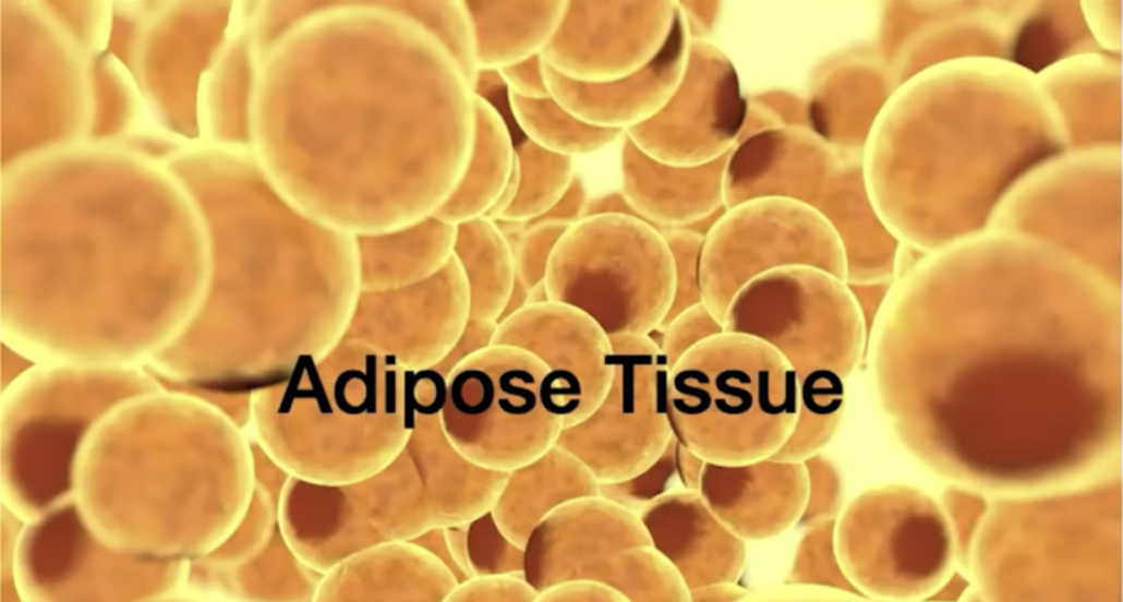detail of adipose tissue