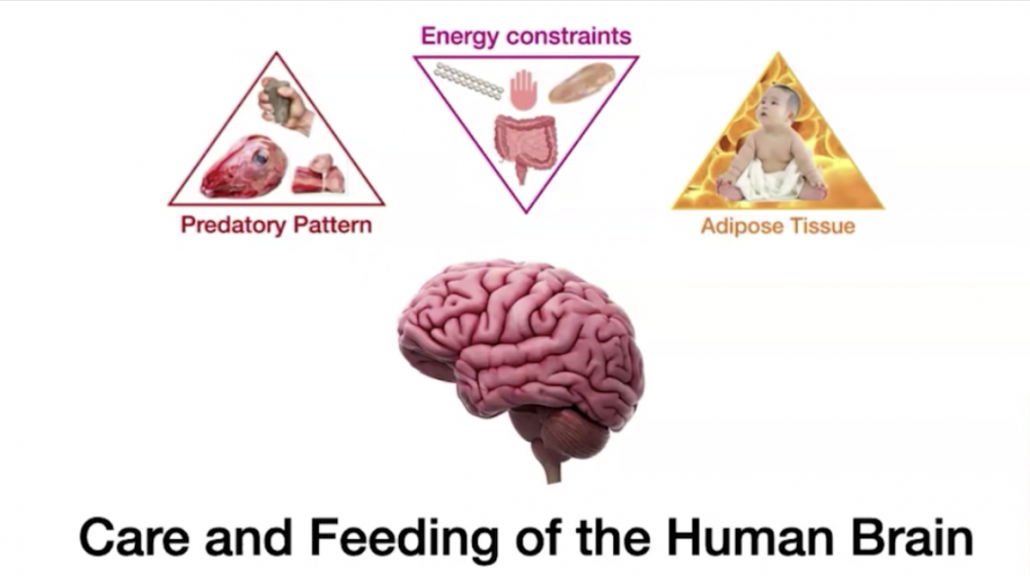 graphic of human brain linked to stone tools, digestive tract, and body fat