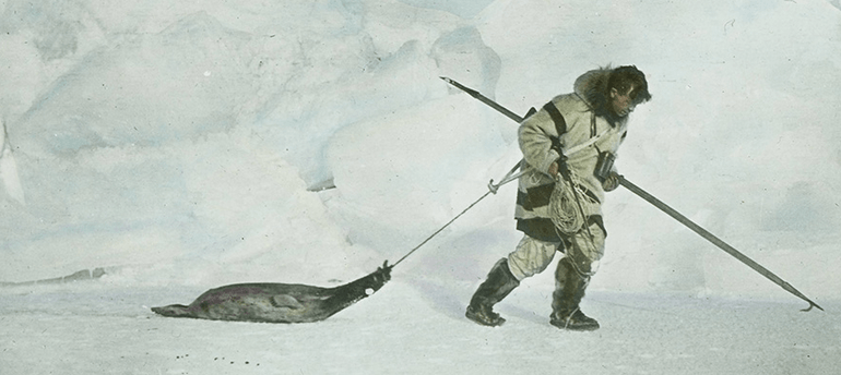 Vilhjalmur Stefansson dragging a seal