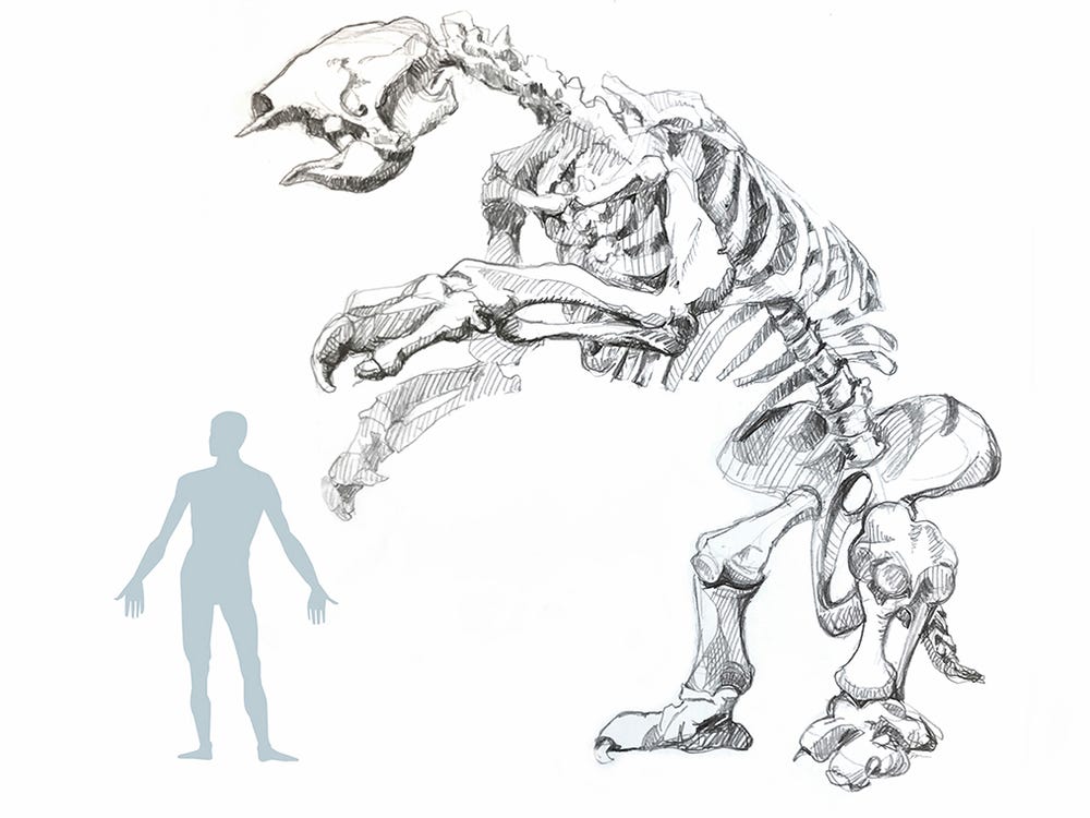 image of human next to skeleton of giant ground sloth