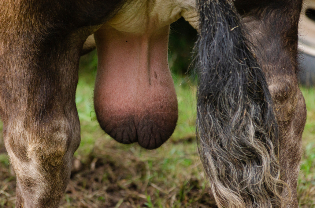 Large testicles of a bull of Portuguese breed, northern Portugal