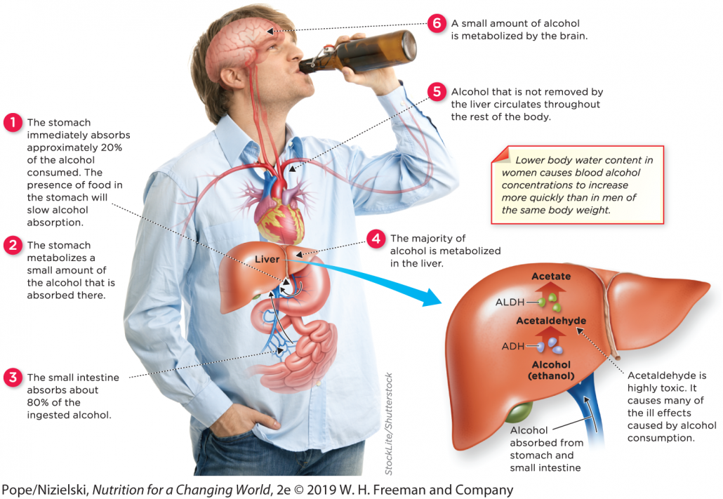 diagram of how alcohol is metabolized in human body