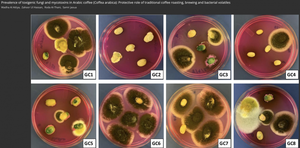 image of coffee beans in petry dishes growing mold