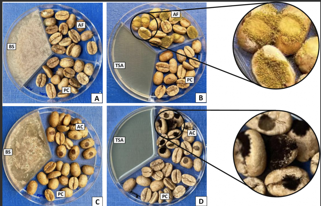 close up of mold growing on coffee beans