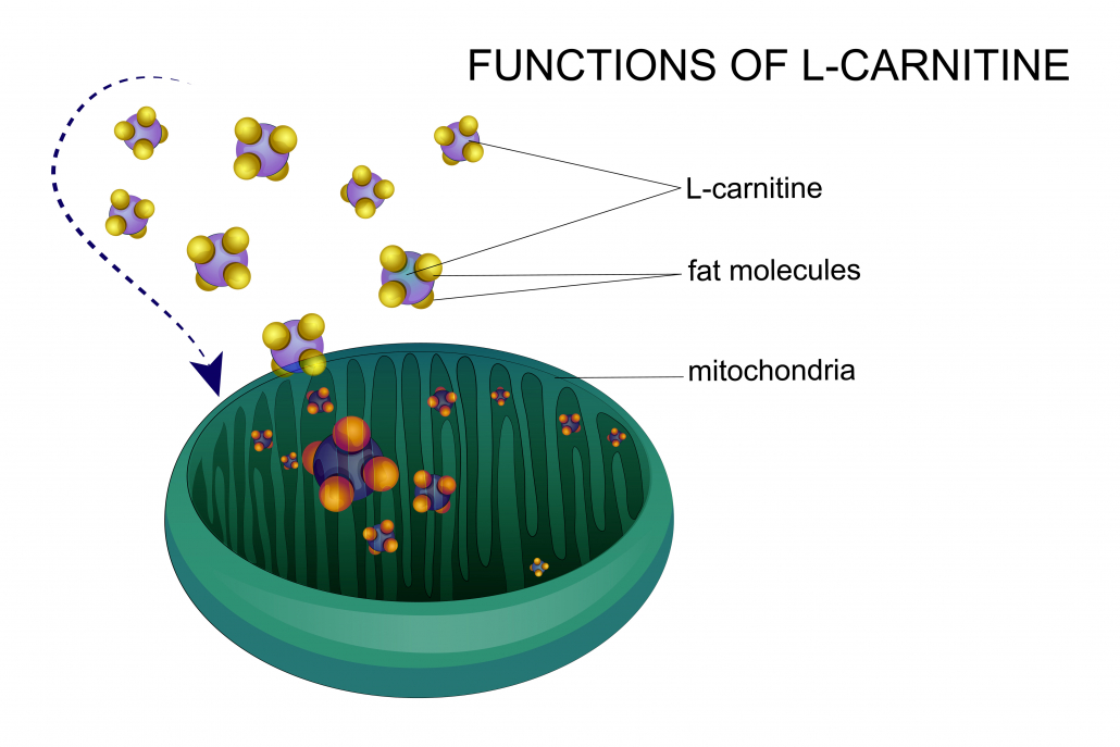 vector illustration of l-carnitine transports fat molecules into the mitochondria.