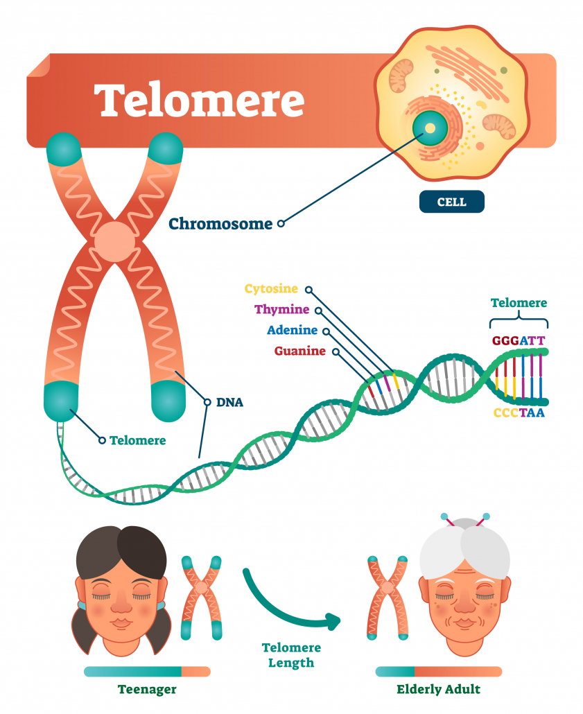 Telomere vector illustration. Educational and medical scheme with cell, chromosome and DNA. Labeled diagram with cytosine, thymine, adenine and guanine. Teenager length compared with elderly adult.