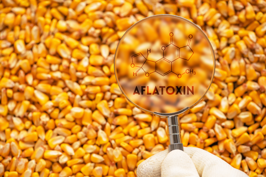 Aflatoxin poisonous carcinogens in harvested corn kernels detected by scientist, conceptual image