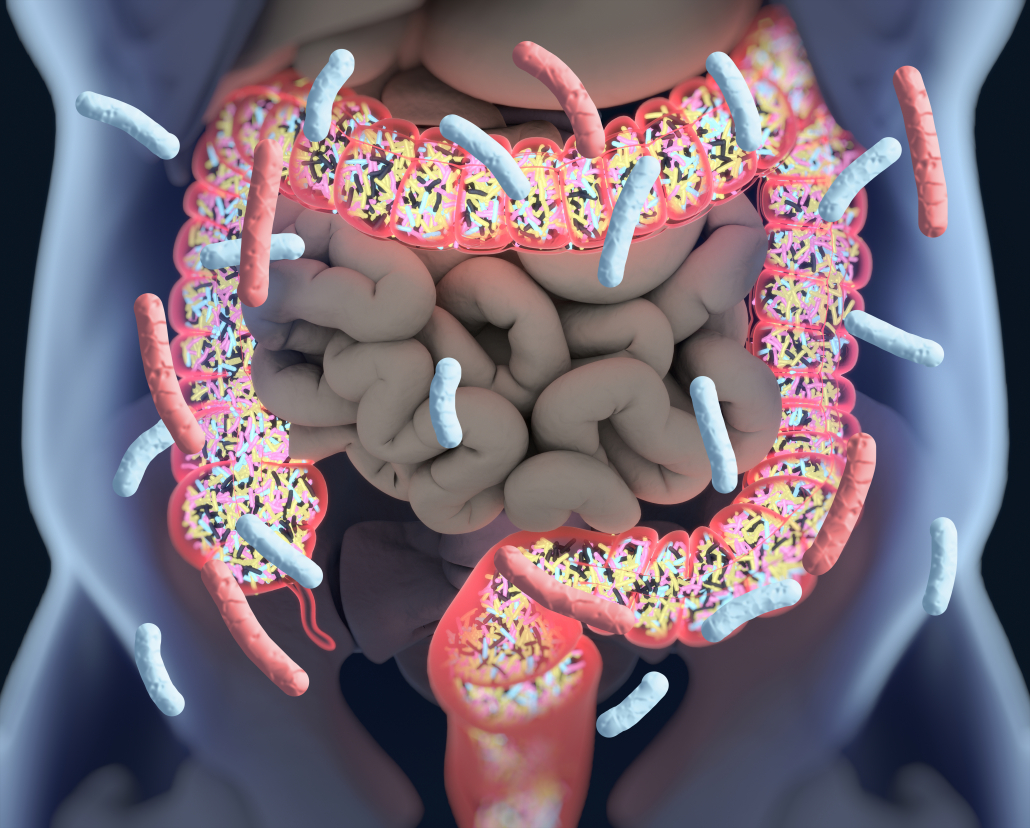 Gut bacteria, microbiome. Bacteria inside the large intestine, concept, representation. 3D illustration.