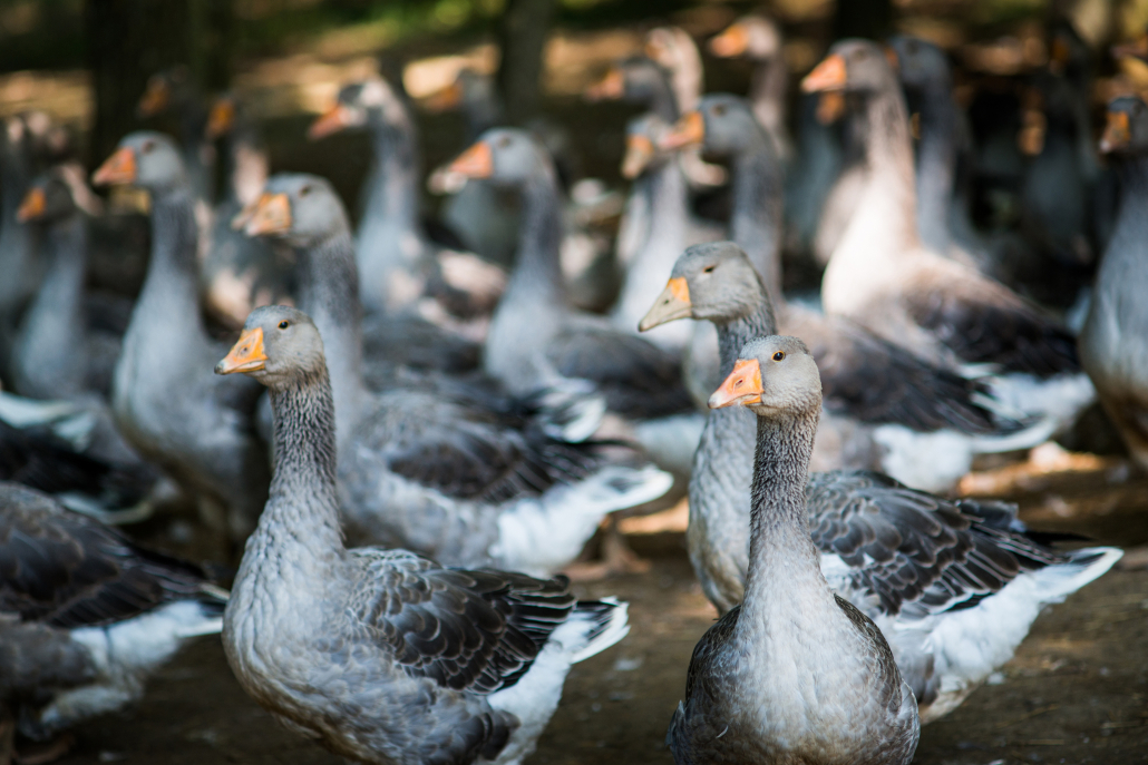 Geese raised for goose liver pate on farm, Dordogne, Aquitaine, France, Europe