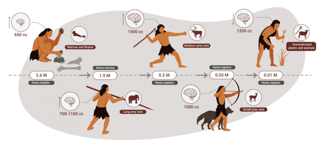 timeline of ancestral diet evolution
