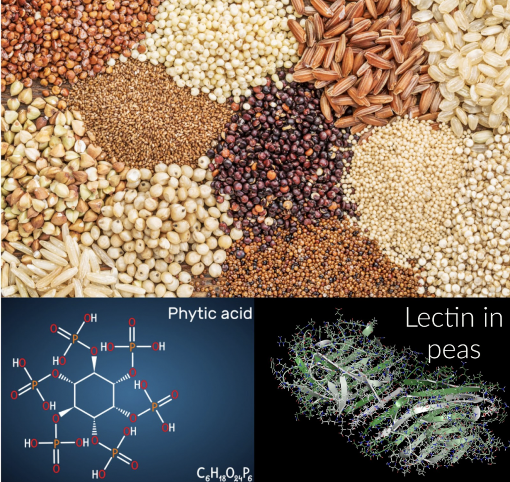 image of dried beans and models of lectins and phytic acid