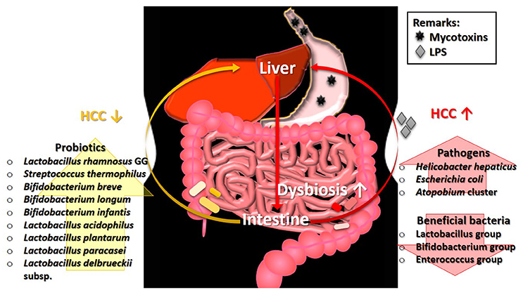 diagram of how mycotoxins disturb the microbiota