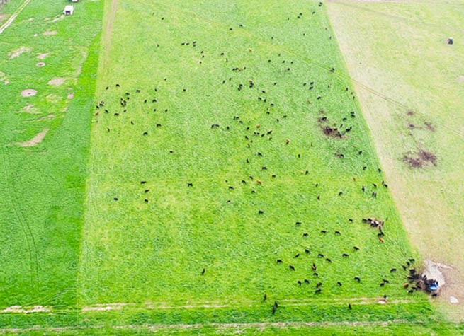 overhead view of pasturelands 