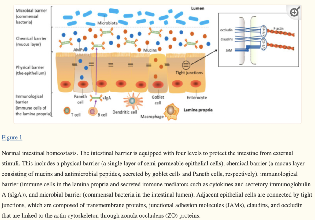 diagram of a healthy intestinal barrier