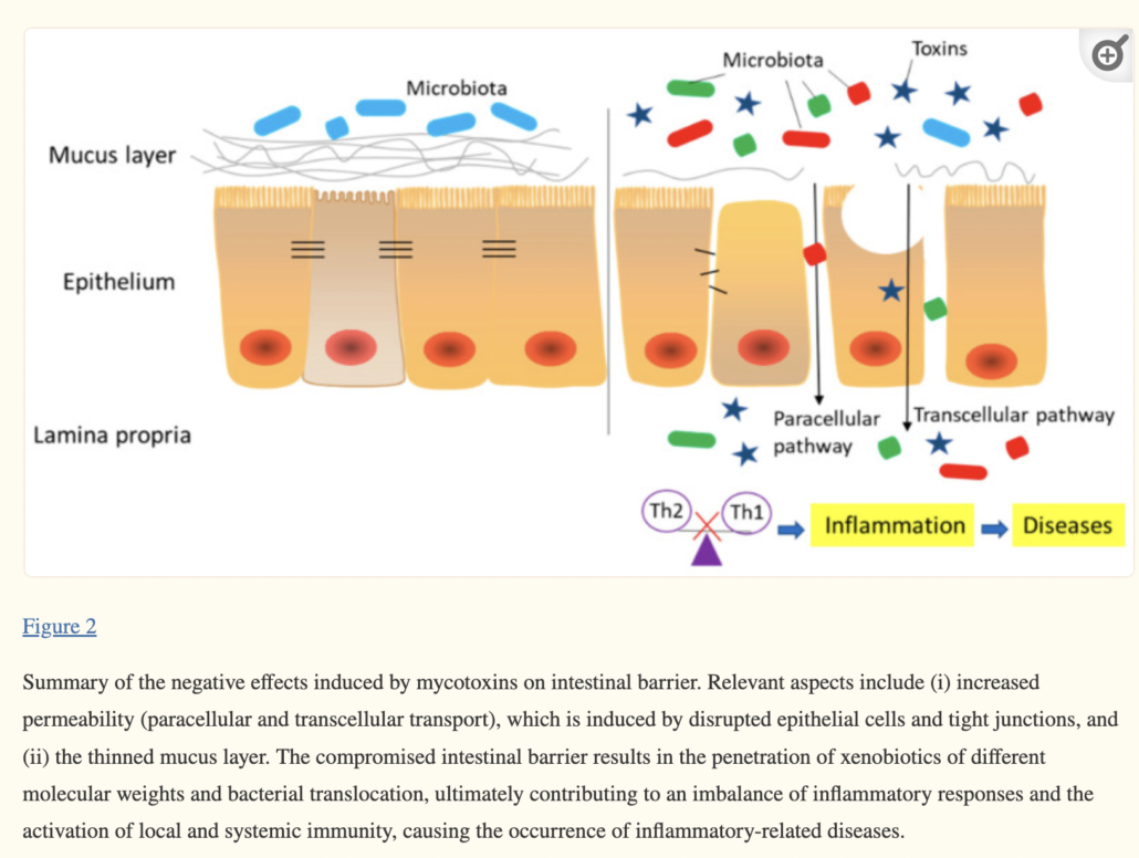 diagram of leaky gut