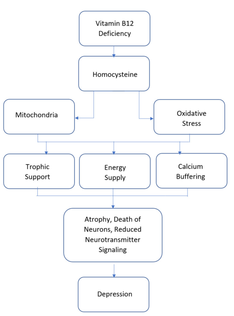 map of pathways in which B12 regulates mood