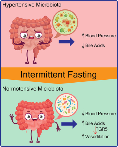 graphic if how intermittent fasting improves gut health