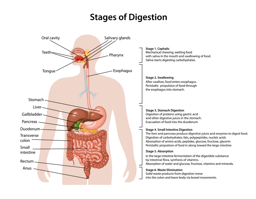 Anatomy of the human digestive system with description of the corresponding stages of digestion. Anatomical vector illustration in flat style isolated over white background.