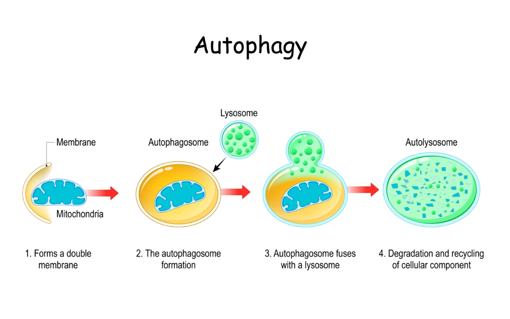 Autophagy steps. Schematic diagram. Natural mechanism in the cell that removes unnecessary components. Vector illustration