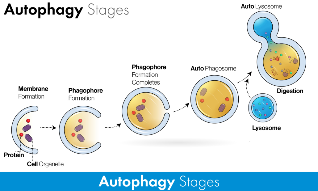 Stages of Autophagy with labelling vector in colorful concept