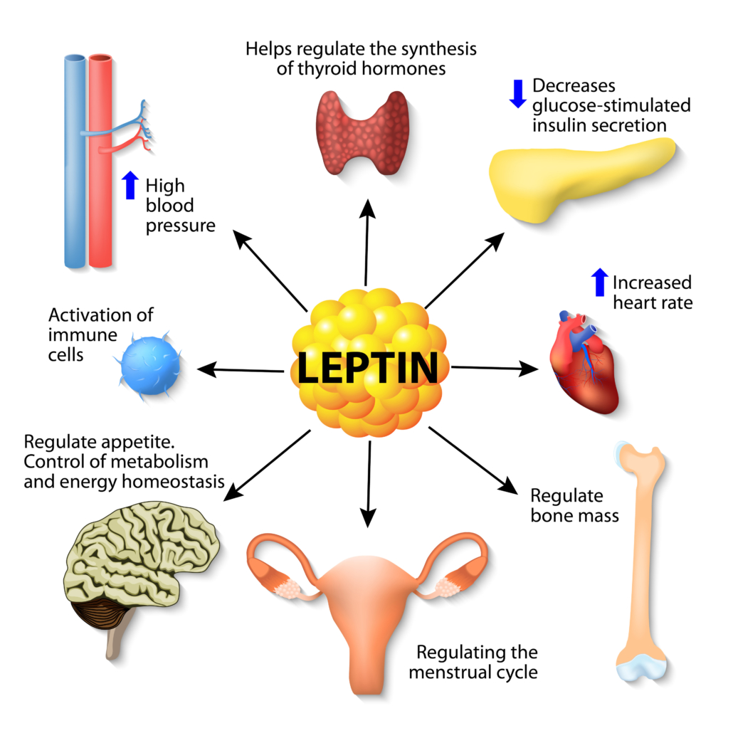 Leptin is a hormone made by adipose cells that helps regulate appetite, control of metabolism, energy homeostasis, activation of immune cells, and other function. Human endocrine system