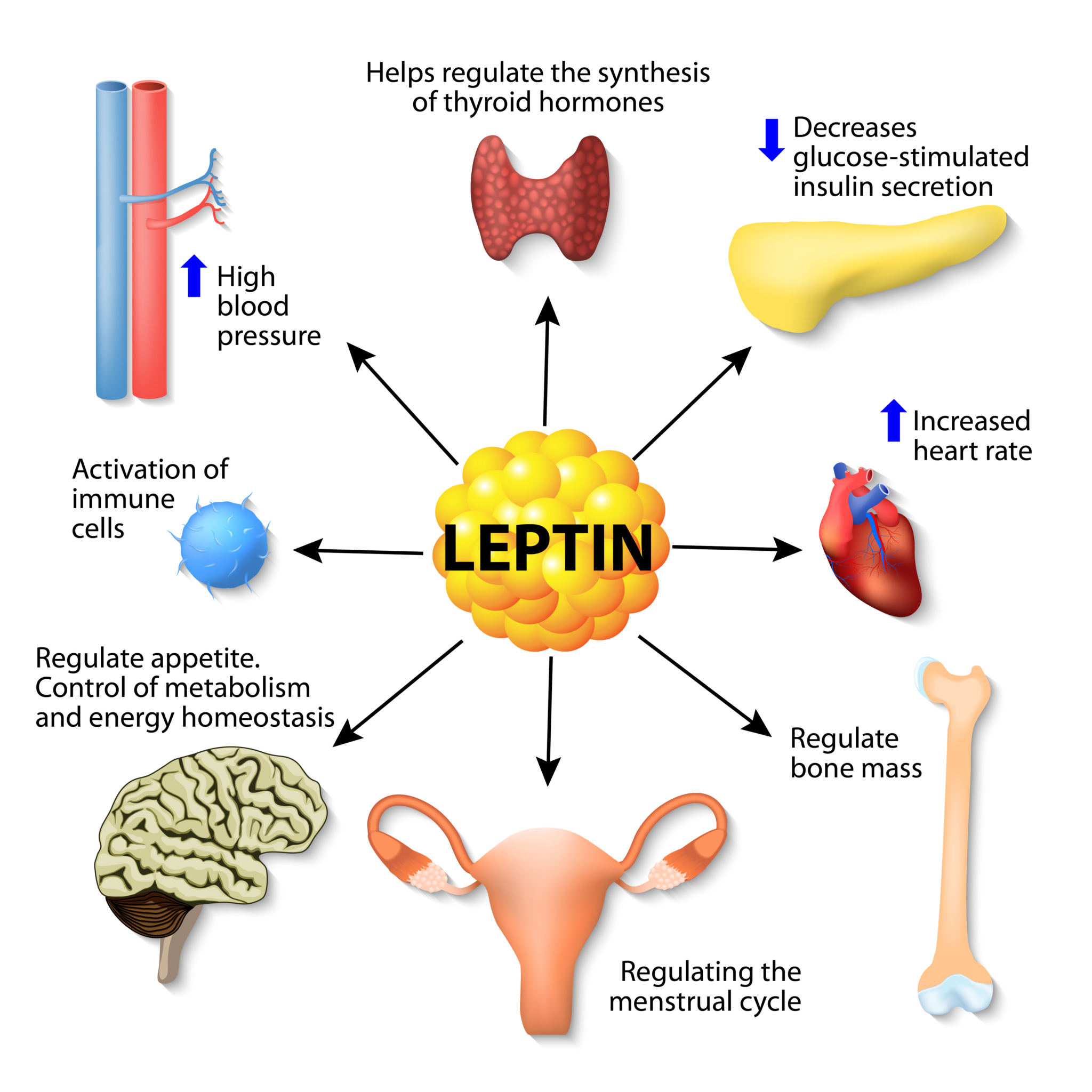 What is Leptin Resistance and How to Reverse it? Dr. Robert Kiltz