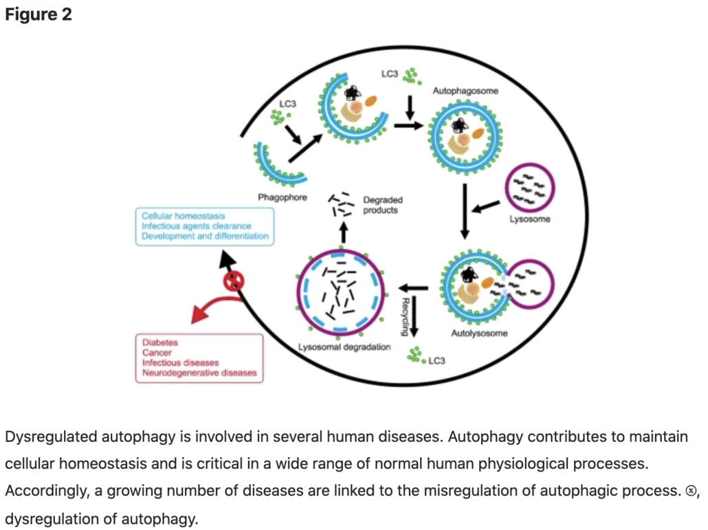 diagram of autophagy process eliminating disease