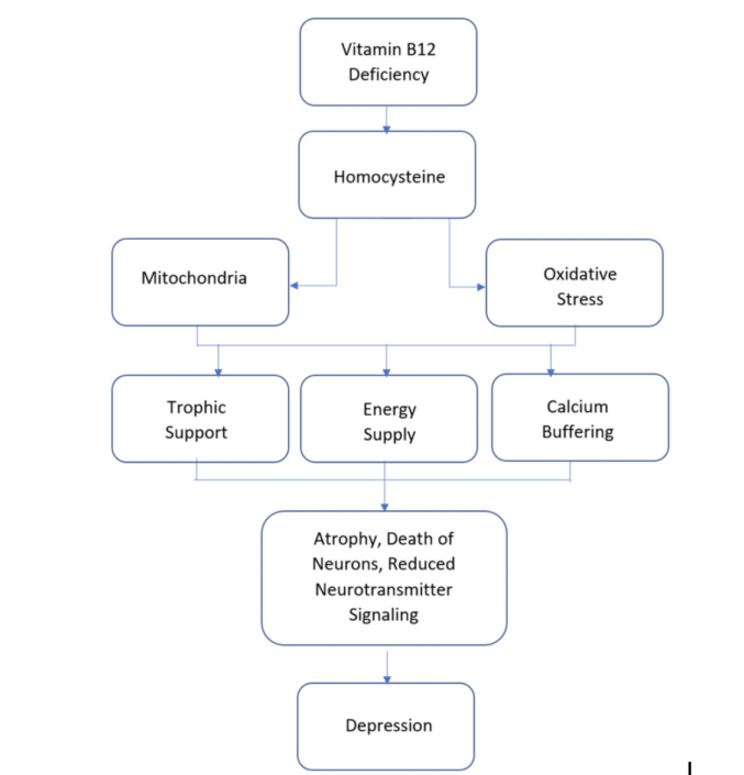 Is Liverwurst Good for You? 7 Surprising Health Benefits Dr. Robert Kiltz