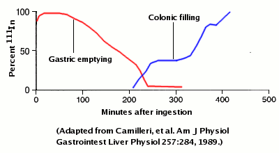 graph of digestive process over time