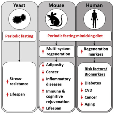 diagram of fasting effects