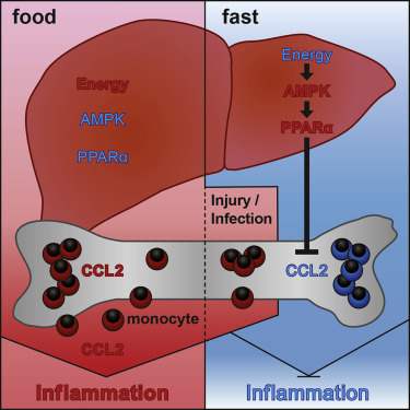 diagram of how fasting reduces inflammation