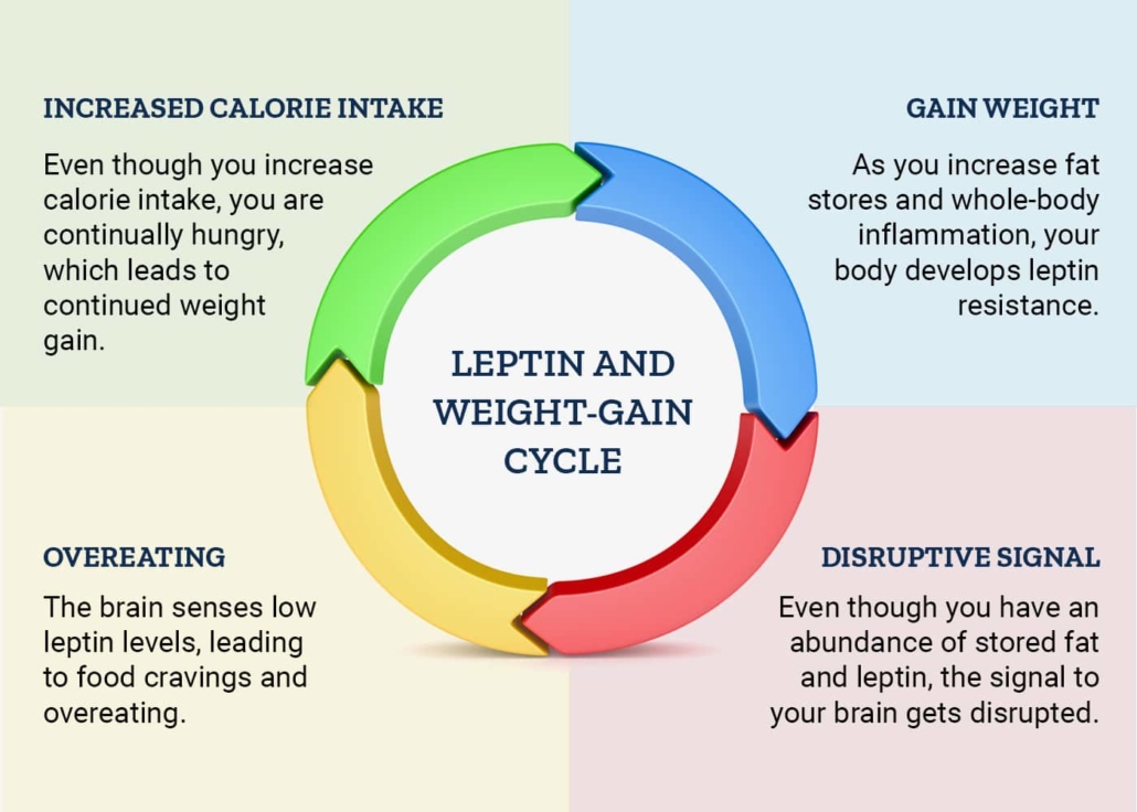 leptin-cycle