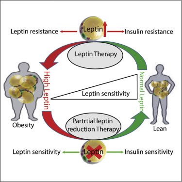 leptin-resistance-image