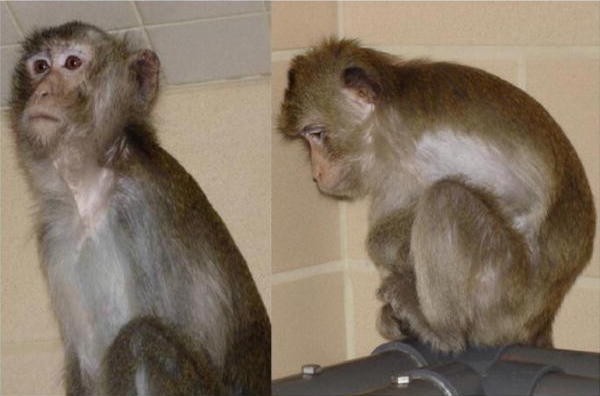 image to depressed monkey