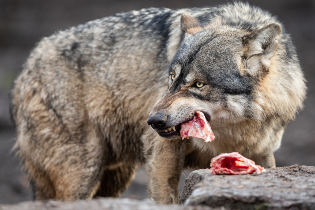 Grey wolf eating meat in the forest