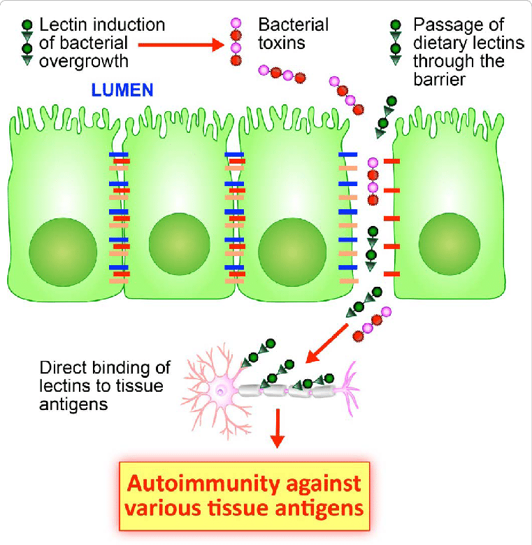 Mechanism-of-Lectin-Agglutinin-Binding-to-Human-tissue-Lectins-Agglutinins-have-an