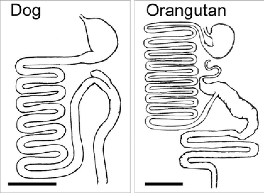 dog and orangutan digestive systems diagram