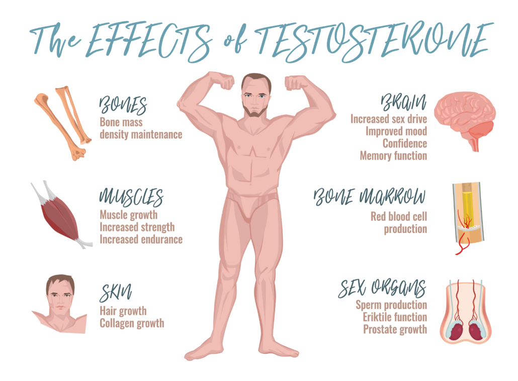 Testosterone effects Infographic image isolated on a light blue background. Male sex hormone and it s role in human body. Scientific, educational and popular-scientific concept.