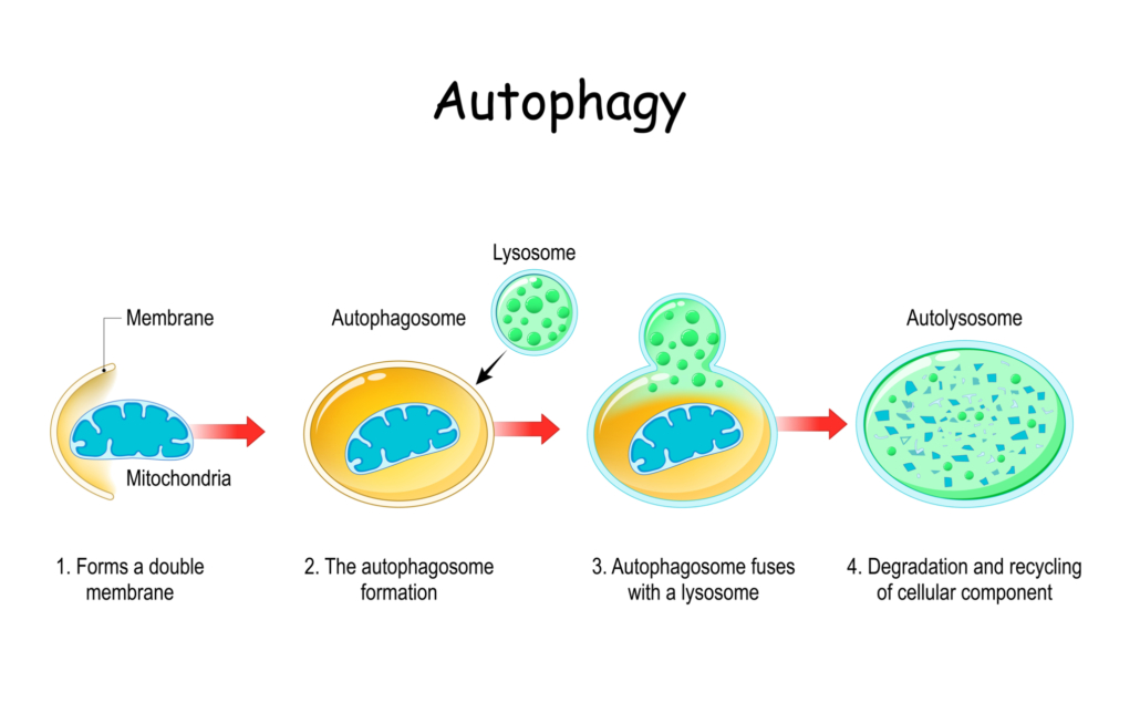 Autofagia que es
