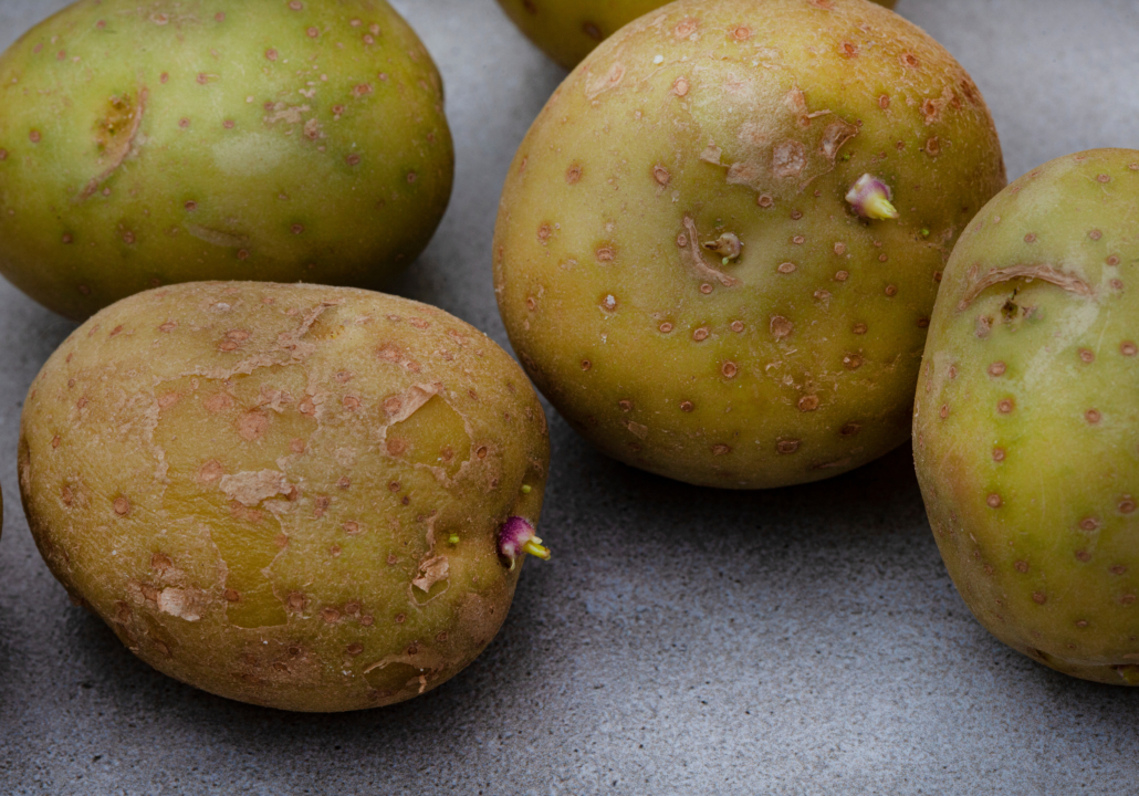 small potatoes going green and sprouting as result of incorrect