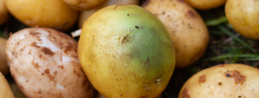 Potatoes turned green from the light and sun, harmful potatoes with solanin poison.