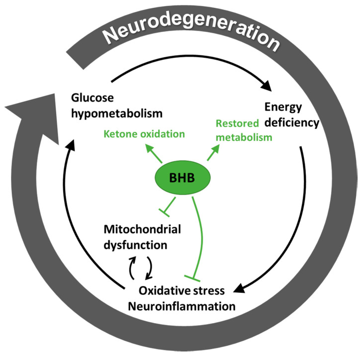 diagram of how a ketogenic diet supports brain cell mitochondria in treatment of bipolar disorder