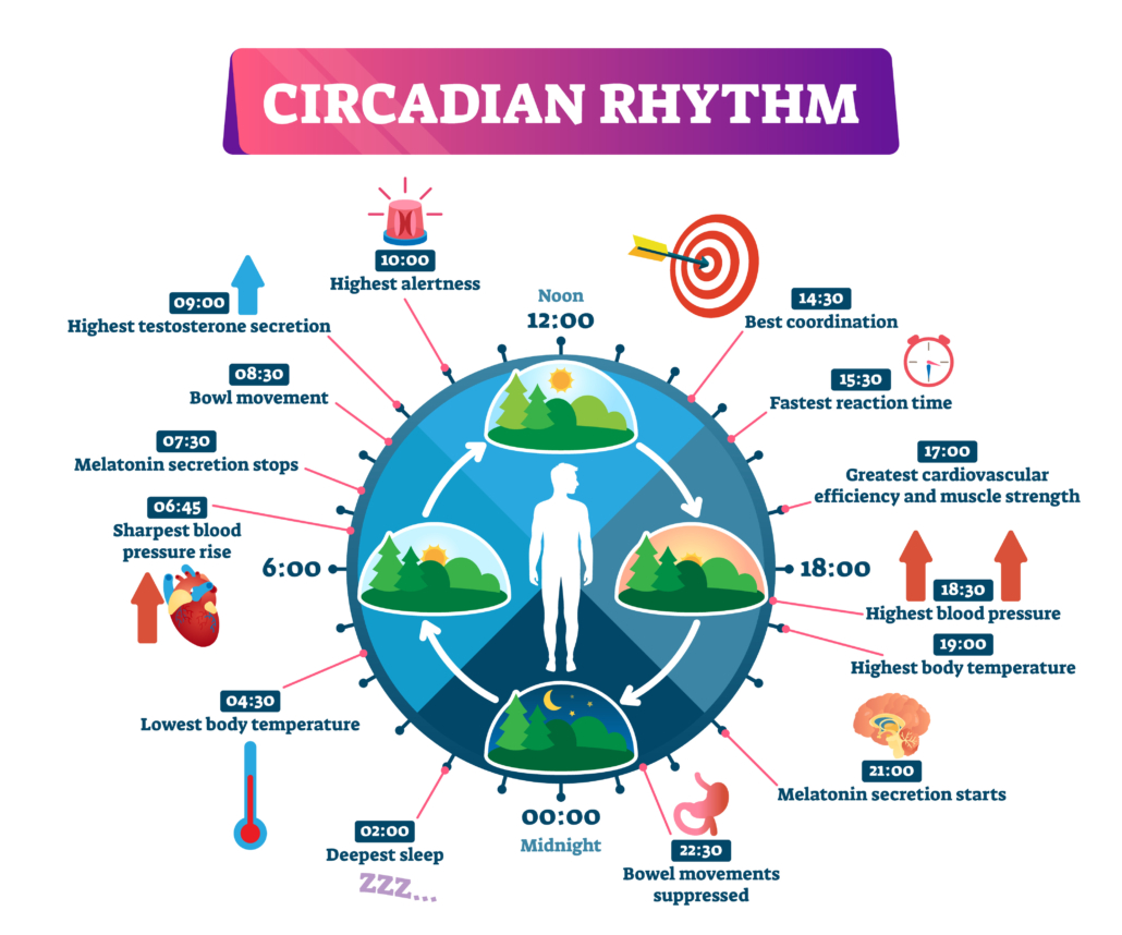 Circadian rhythm vector illustration. Labeled educational day cycle scheme. Daily human body inner regulation schedule. Natural sleep-wake biological process explanation and chronobiology infographic.