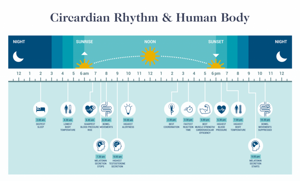chart of circadian rhythm biological processes