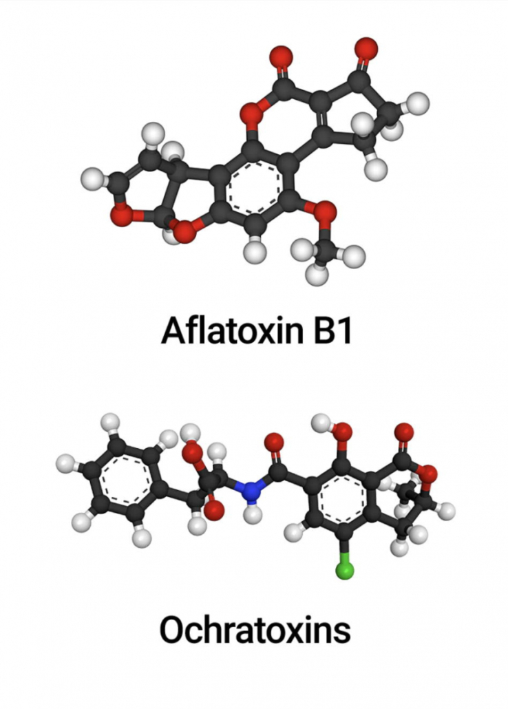 diagram of mycotoxin molecules 