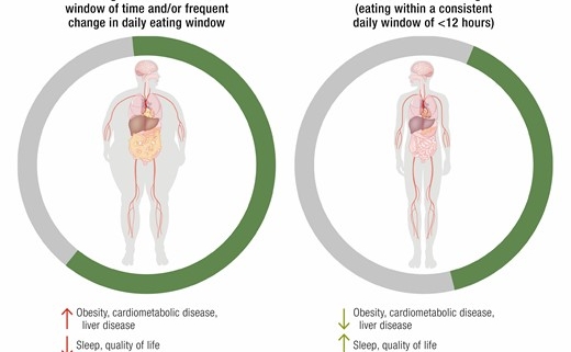 diagram comparing bodies of people who do and do not practice time restricted eating