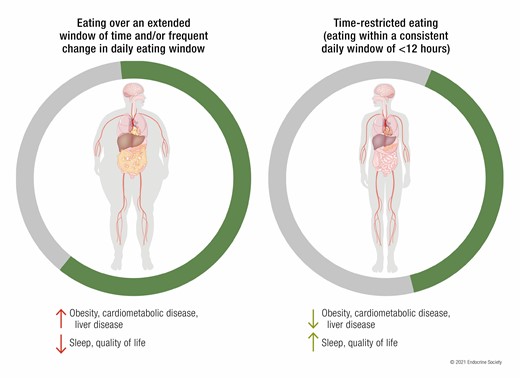 diagram comparing bodies of people who do and do not practice time restricted eating